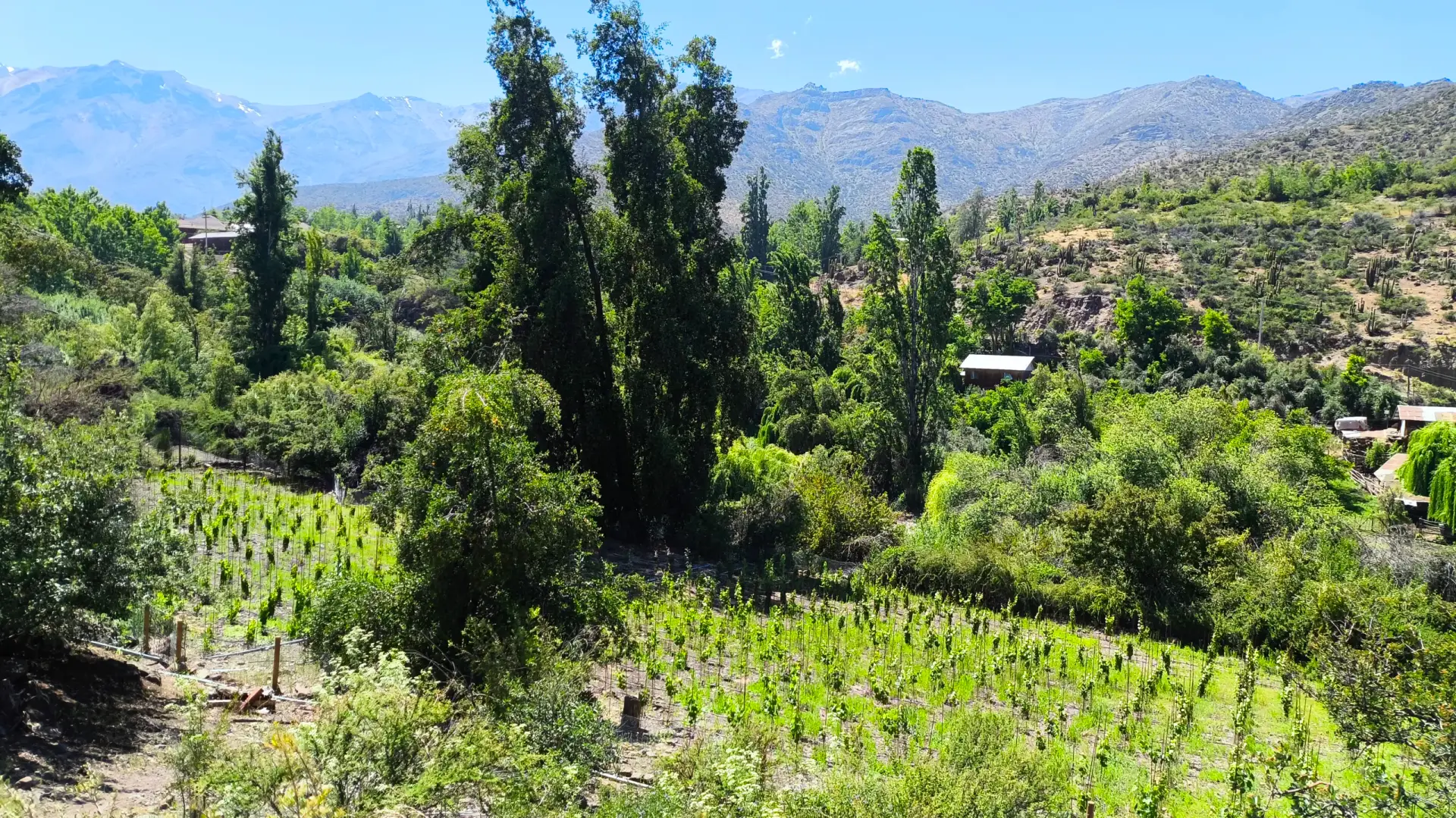 Viñedo Agroecológico, mínima intervención en el Valle de Aconcagua